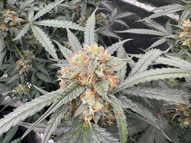 420-1. Week 9