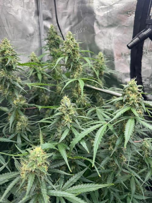 420-1. Week 9