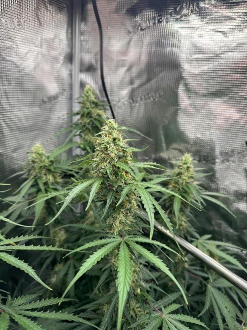 420-1. Week 9