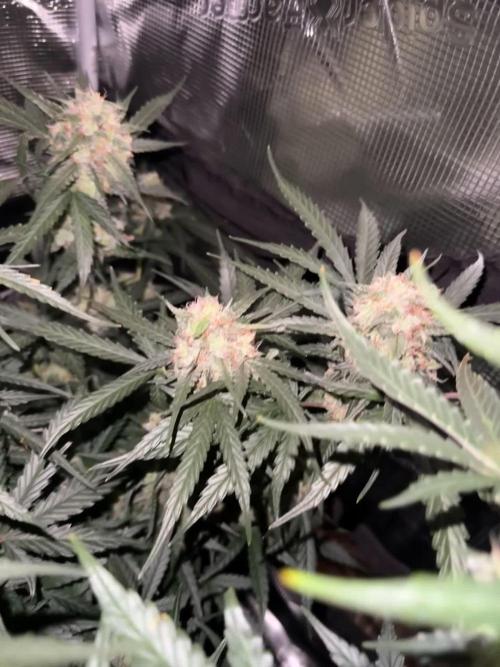 420-1
