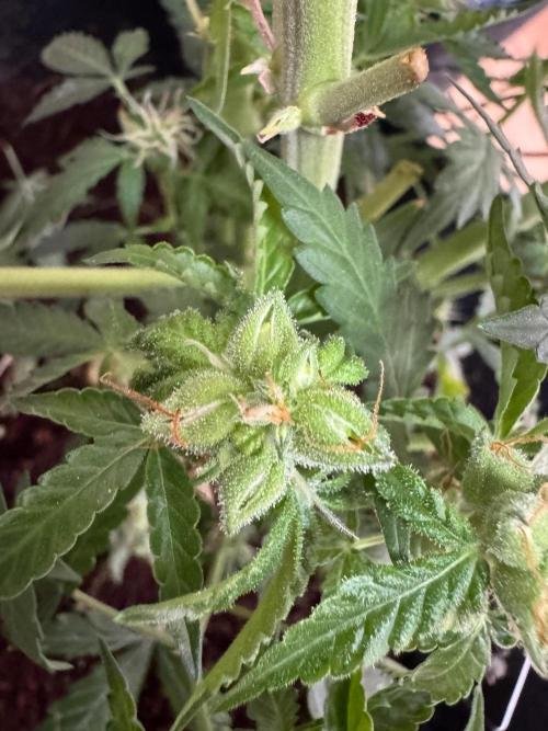 420-1. Week 10