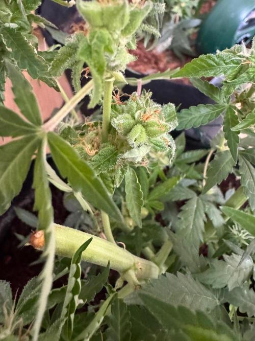 420-1. Week 10