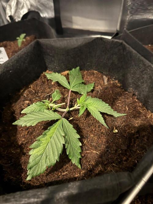 Runtz muffin. Week 0