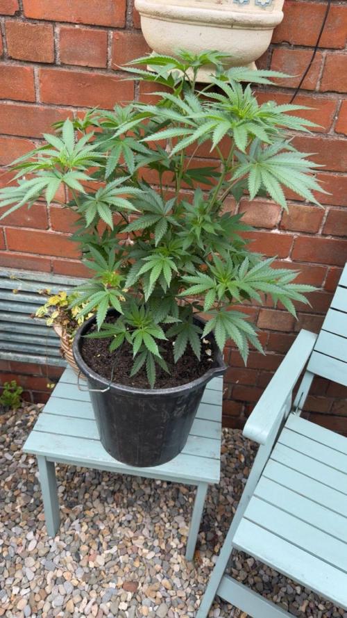 Runtz muffin. Week 8