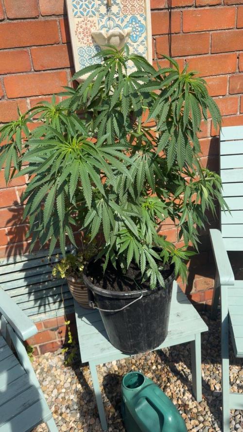 Runtz muffin. Week 8