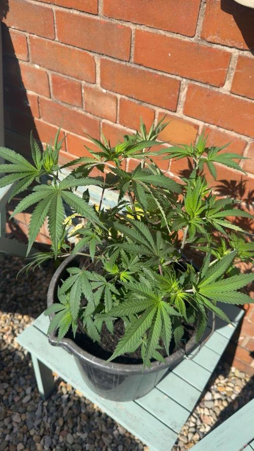 Runtz muffin. Week 8