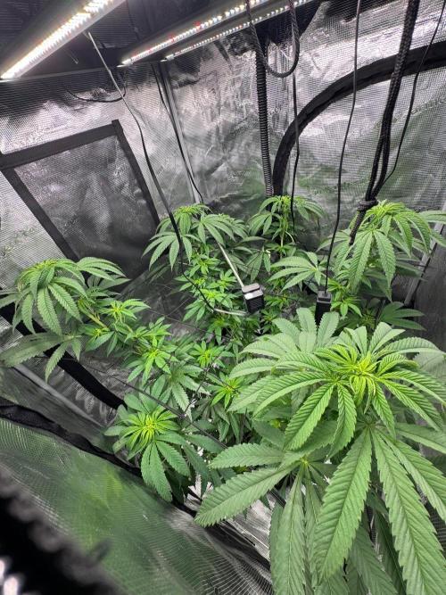 Runtz muffin. Week 9