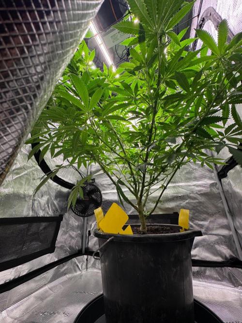 Runtz muffin. Week 9