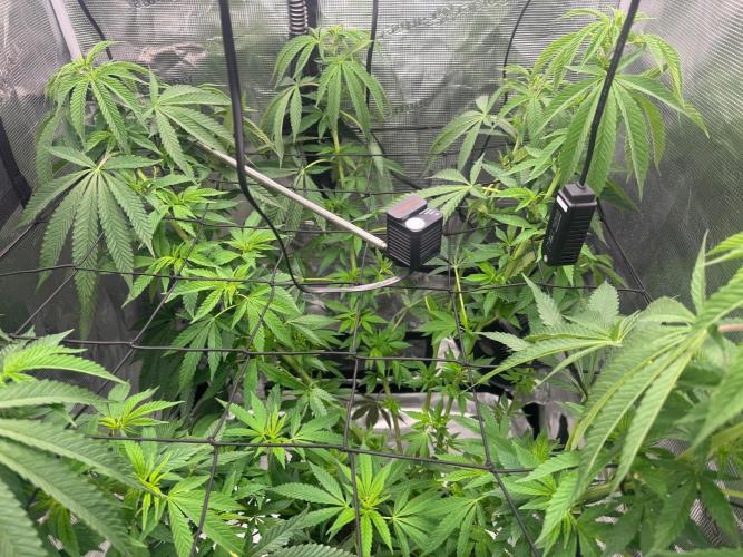 Runtz muffin. Week 9