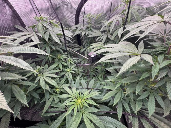 Runtz muffin. Week 10