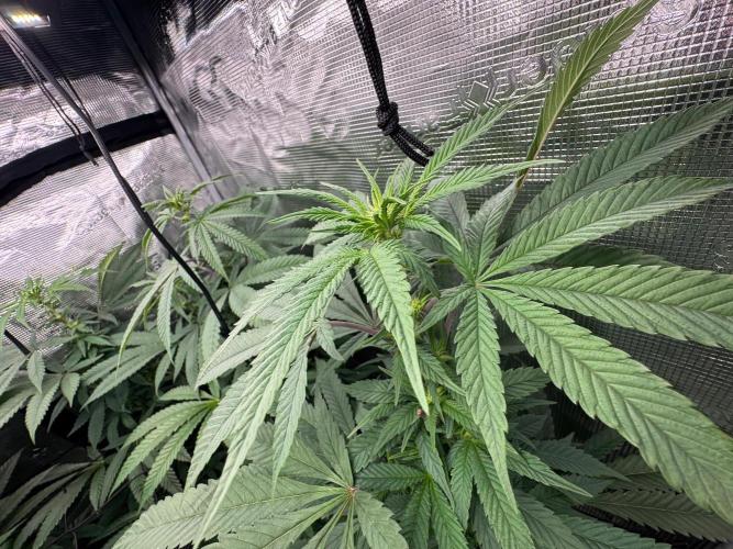 Runtz Muffin. Week 10