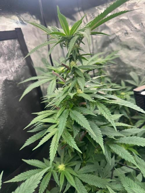 Runtz muffin. Week 11