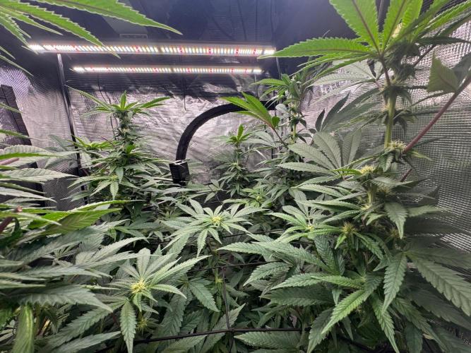 Runtz muffin. Week 11