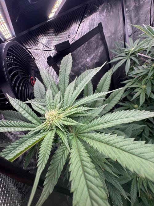 Runtz muffin. Week 11