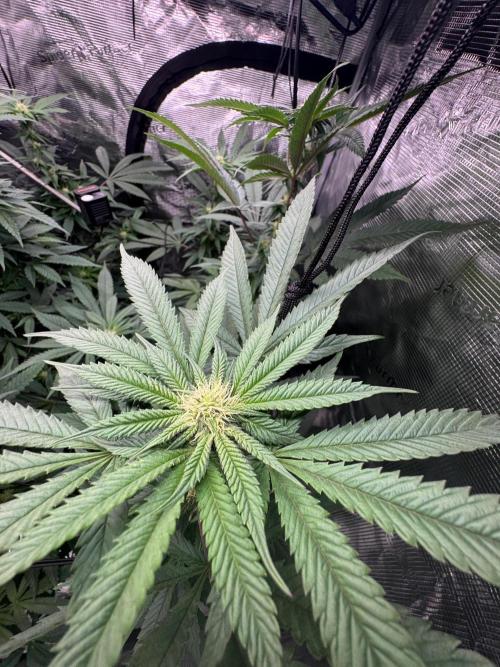 Runtz muffin. Week 11