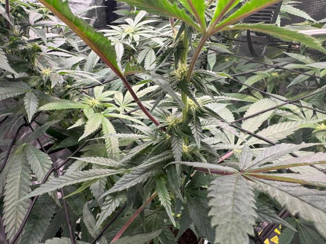 Runtz muffin. Week 11