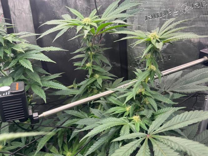 Runtz muffin. Week 11