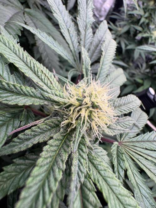 Runtz muffin. Week 12