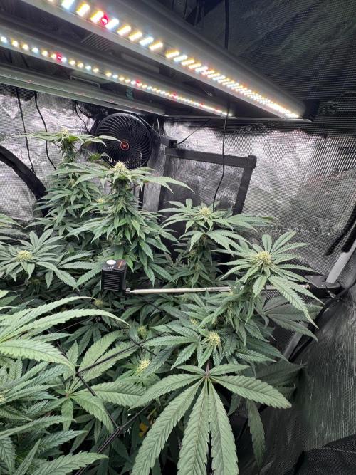 Runtz muffin. Week 12