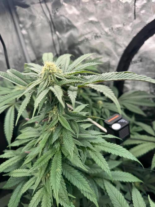 Runtz muffin. Week 12