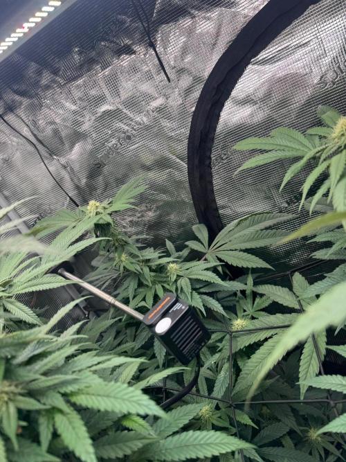 Runtz muffin. Week 12