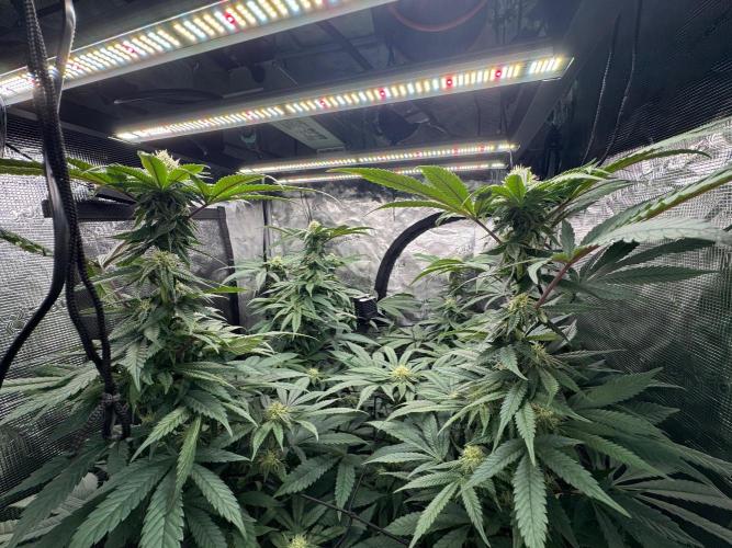 Runtz muffin. Week 12