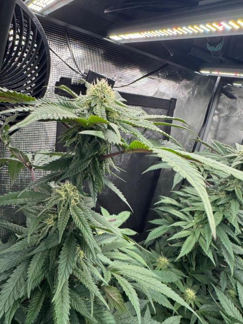 Runtz muffin. Week 12