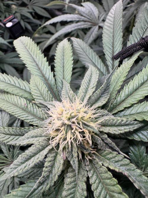 Runtz muffin. Week 12