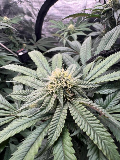 Runtz Muffin. Week 12