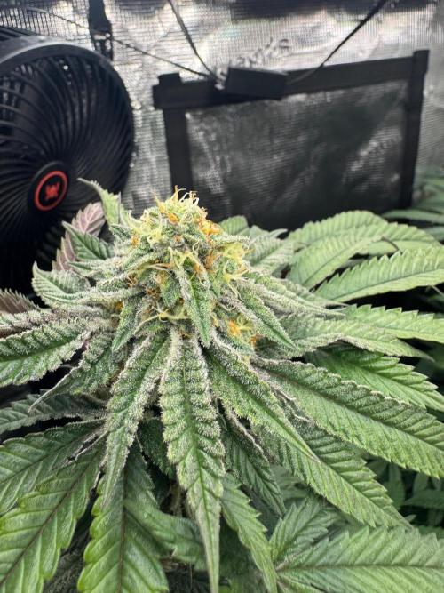 Runtz muffin. Week 13