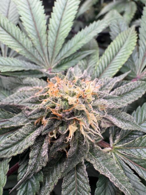 Runtz muffin. Week 13