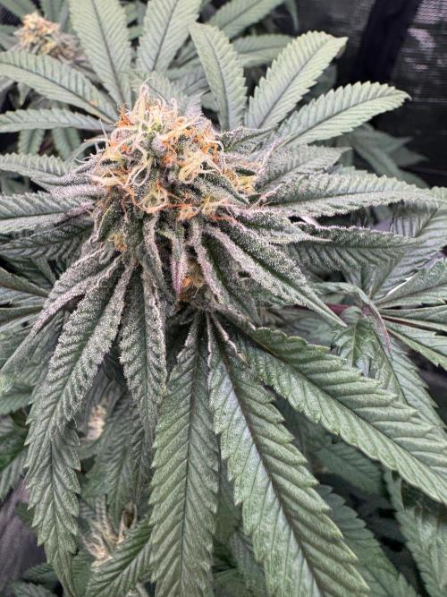 Runtz muffin. Week 13
