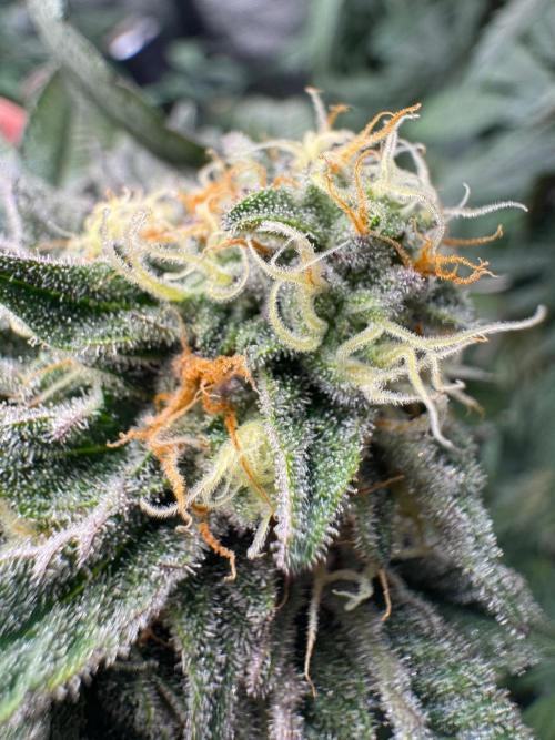 Runtz muffin. Week 13