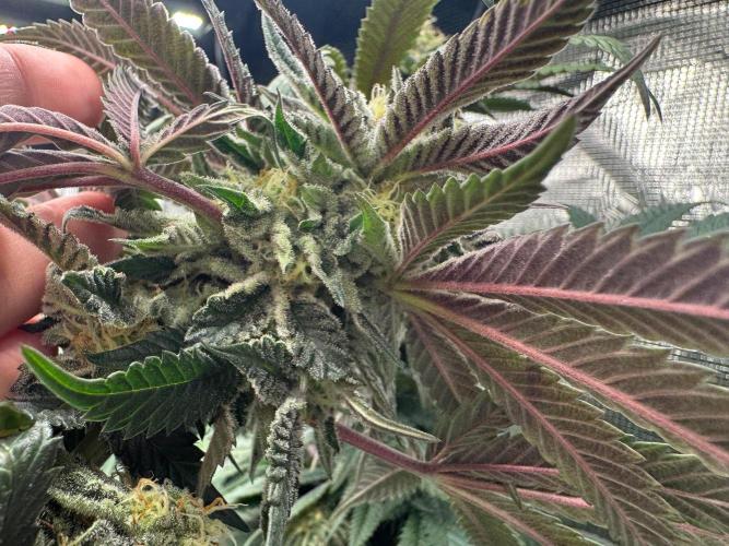 Runtz muffin. Week 13