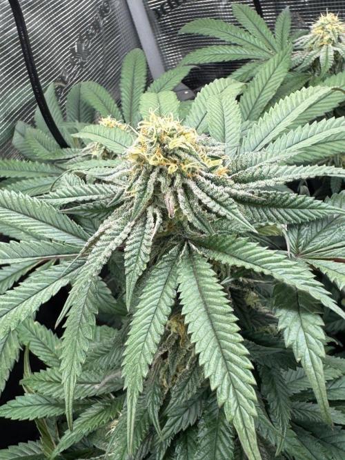 Runtz muffin. Week 13