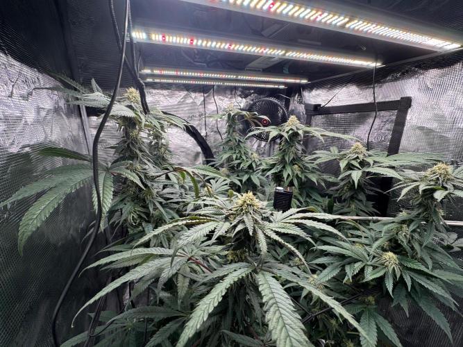 Runtz muffin. Week 13