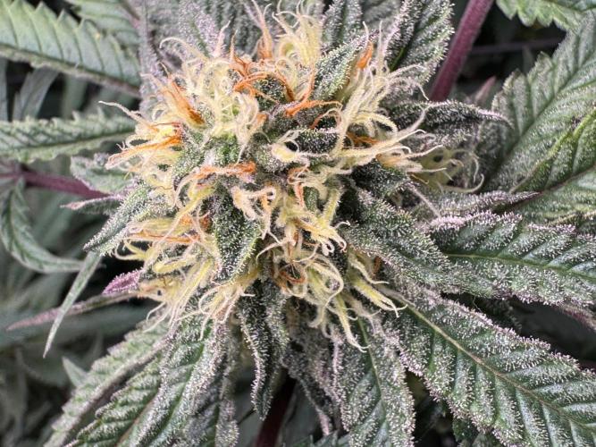 Runtz muffin. Week 13