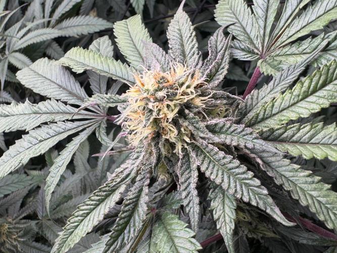 Runtz muffin. Week 13