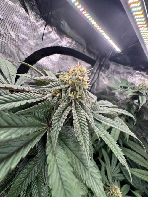 Runtz muffin. Week 13