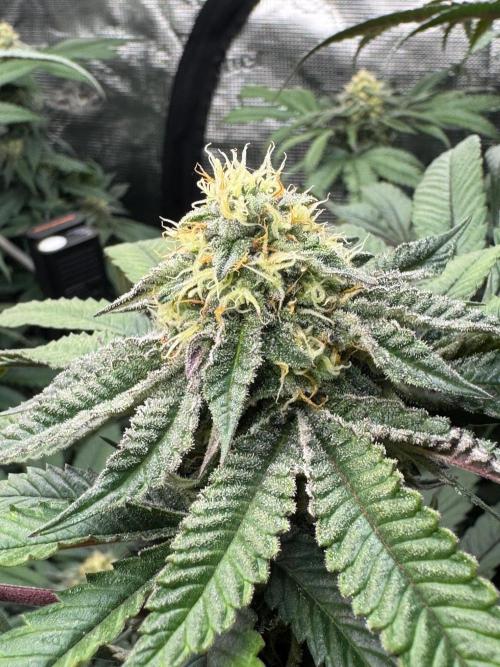 Runtz Muffin. Week 13
