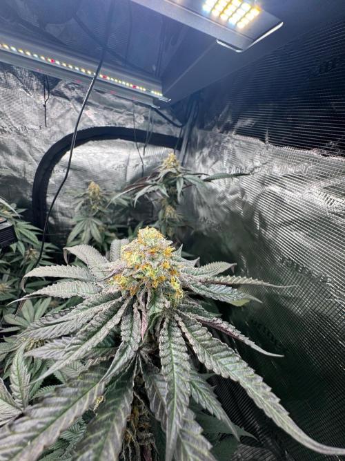 Runtz muffin. Week 14