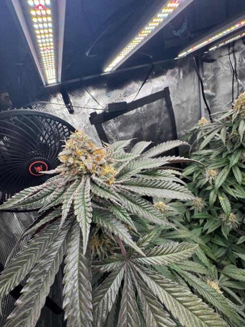 Runtz muffin. Week 14