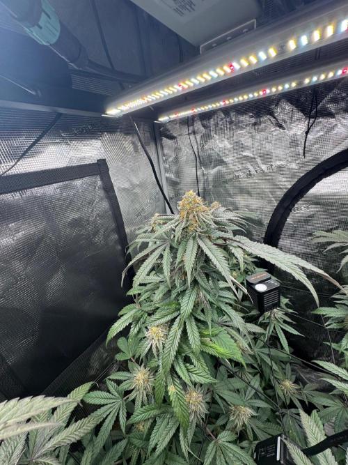 Runtz muffin. Week 14