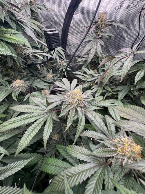 Runtz muffin. Week 14