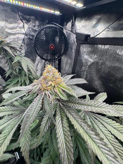 Runtz muffin. Week 14
