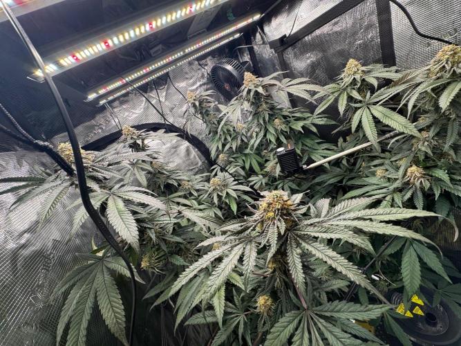 Runtz muffin. Week 14