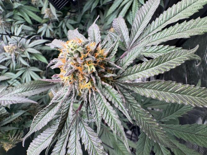 Runtz muffin. Week 14