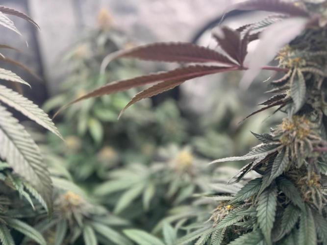 Runtz muffin. Week 14