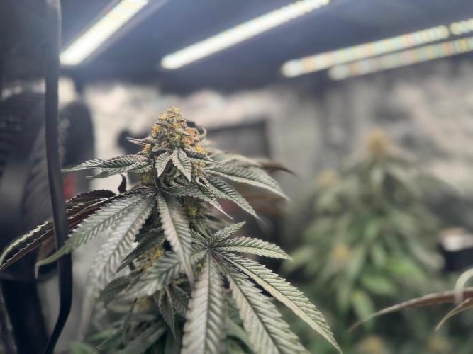 Runtz muffin. Week 14