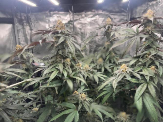 Runtz Muffin. Week 14